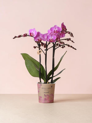 Roze orchidee - Ø9cm - kamerplant