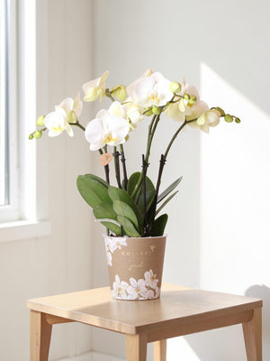 Orchidée blanche