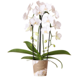Livraison plante Orchidée blanche - Ø12cm - plante d'intérieur