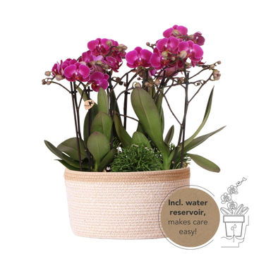 Composition dans un panier en coton avec réservoir d'eau de 3 orchidées violettes et 3 Rhipsalis