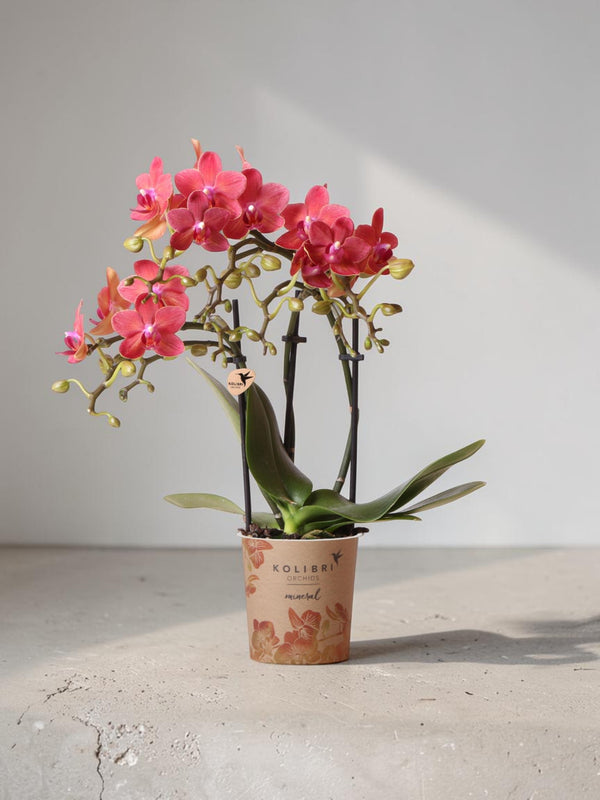 Rode Phalaenopsis orchidee - Congo - bloeiende kamerplant