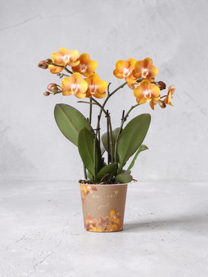 Oranje Phalaenopsis Orchidee - Jewel Las Vegas - Bloeiende plant