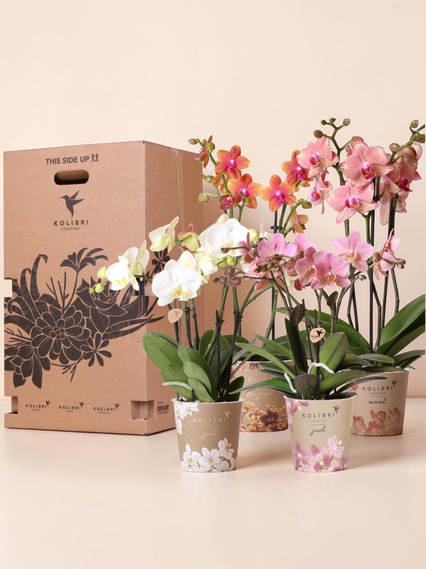 Orchidee Verrassingsdoos - 4 soorten