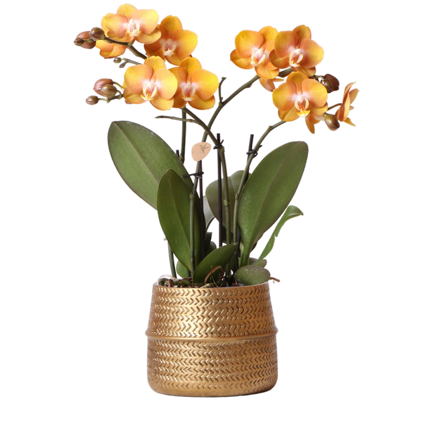 Livraison plante Orchidée Orange et son pot