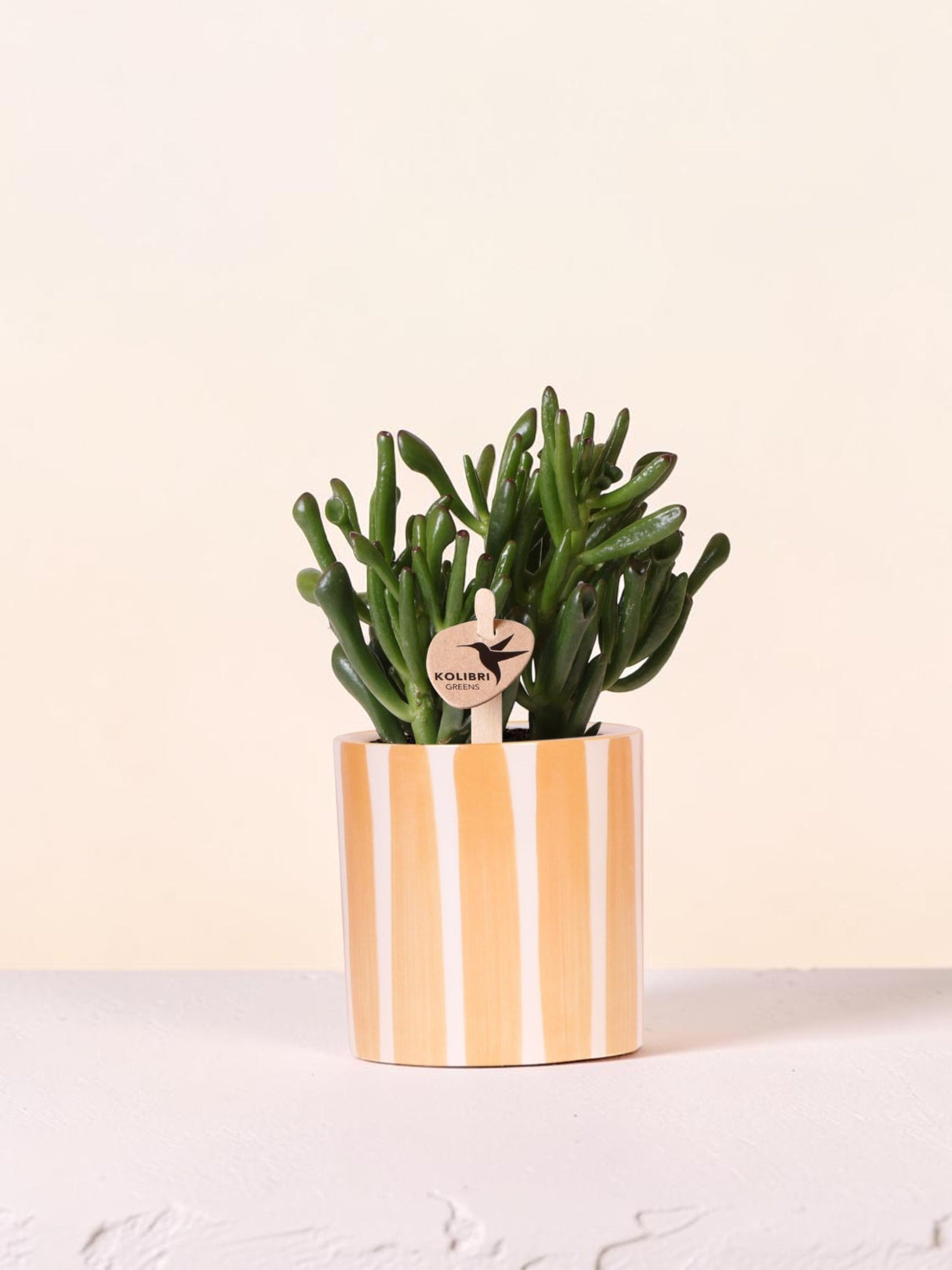 Succulente Crassula Hobbit + pot orange