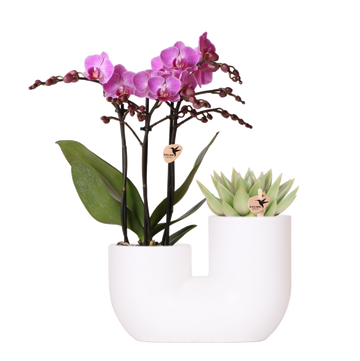 Orchidée Vienna et Succulent Miranda en pot décoratif blanc