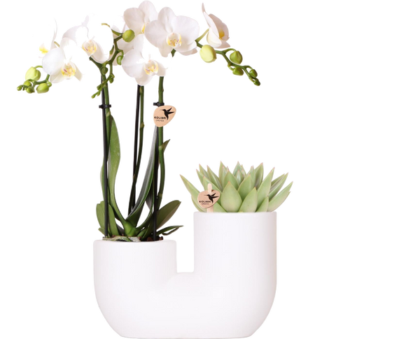 Livraison plante Orchidée Amabilis et Succulente en Pot Décoratif Blanc