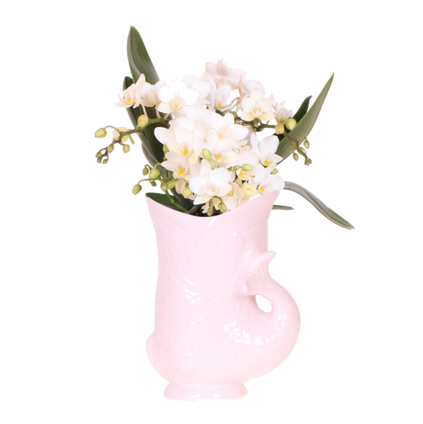 Orchidée Nazaré blanche avec cache-pot Fish rose - Phalaenopsis - H 25 cm, pot Ø9 cm
