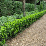 Livraison plante 1x 6 pack Euonymus 'Green Spire' - Ø 7 cm - ↨ 15 cm