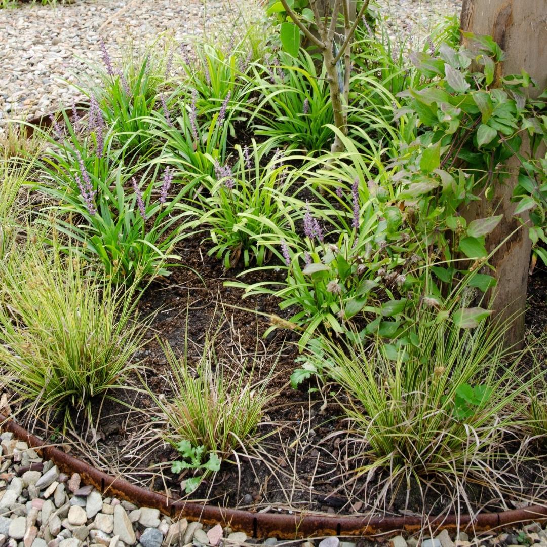 carex brunnea variegata schneiden Carex brunnea 'Variegata'