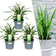 Livraison plante 3 x Carex morrowii 'Irish Green'