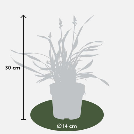 Livraison plante 3 x Liriope muscari 'Ingwersen'