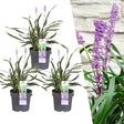 Livraison plante 3 x Liriope muscari 'Ingwersen'