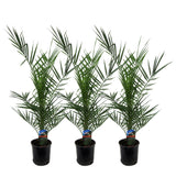 Livraison plante 3x Phoenix Canariensis - 80 cm - Ø15