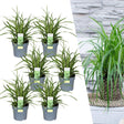 Livraison plante 6 x Carex morrowii 'Ice Dance'