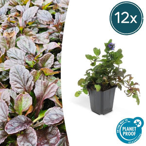 Livraison plante 6x Ajuga reptans - ↕10 - 25cm - Ø9cm