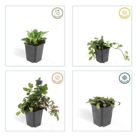 Livraison plante 6x Ajuga reptans - ↕10 - 25cm - Ø9cm