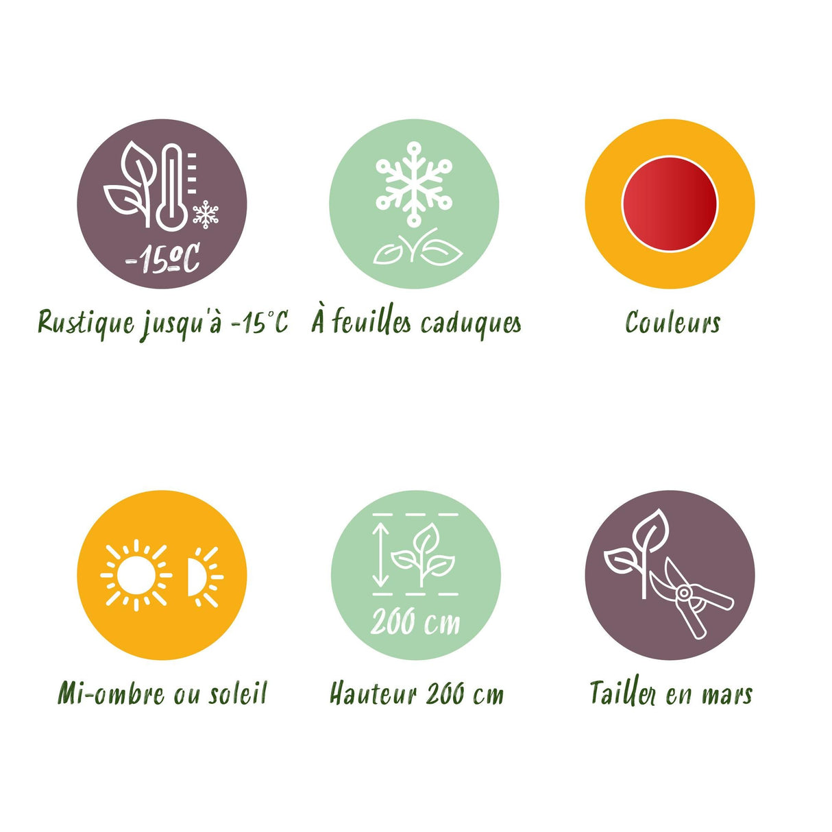 Livraison plante Acer palmatum Beni - maiko – Lot de 3 – Pot 12 cm