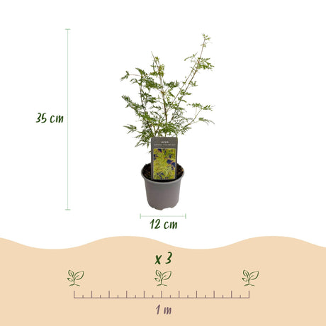 Livraison plante Acer palmatum Emerald Lace – Lot de 3 – Hauteur 35 cm