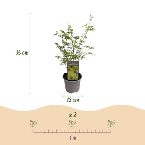 Livraison plante Acer palmatum Emerald Lace – Pot 12 cm – Hauteur 35 cm