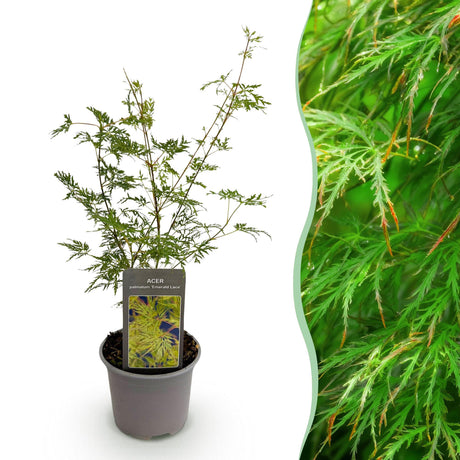 Livraison plante Acer palmatum Emerald Lace – Pot 12 cm – Hauteur 35 cm