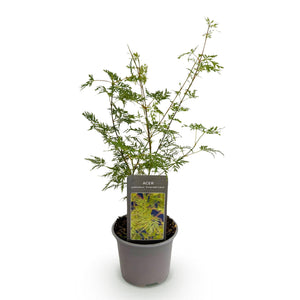 Livraison plante Acer palmatum Emerald Lace – Pot 12 cm – Hauteur 35 cm