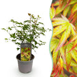 Livraison plante Acer palmatum Little Princess – Pot 12 cm – Hauteur 35 cm