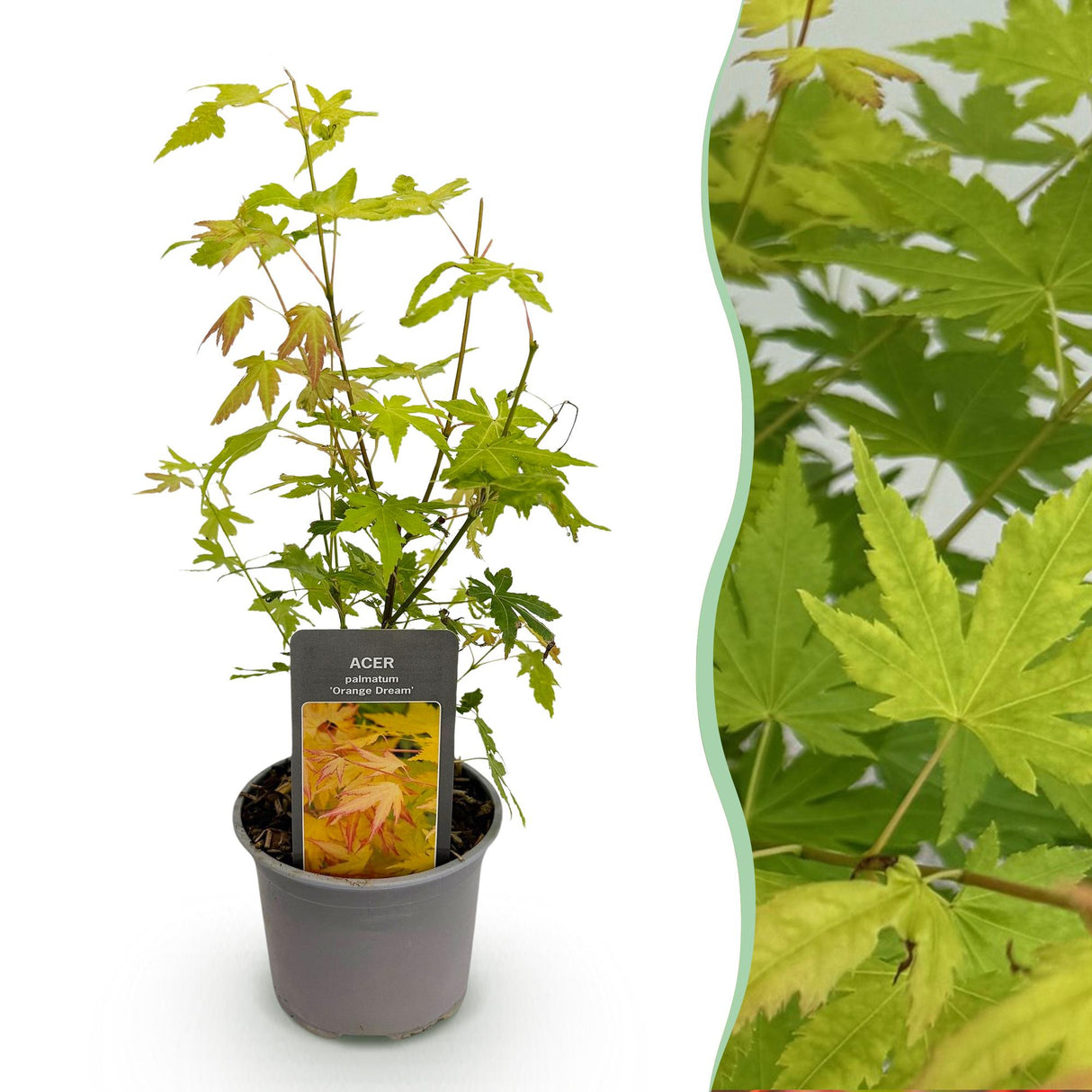 Livraison plante Acer palmatum Orange Dream – Pot 12 cm – Hauteur 35 cm