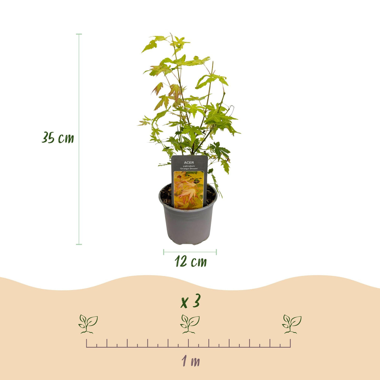 Livraison plante Acer palmatum Orange Dream – Pot 12 cm – Hauteur 35 cm