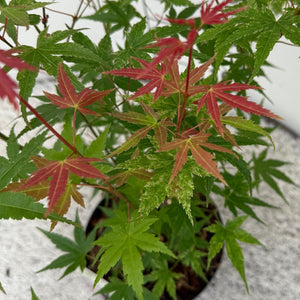 Livraison plante Acer palmatum Phoenix – Lot de 3 – Pot 12 cm
