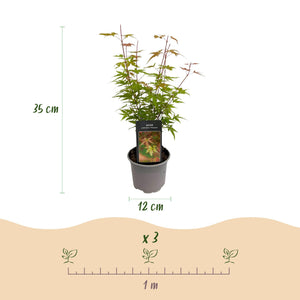 Livraison plante Acer palmatum Phoenix – Lot de 3 – Pot 12 cm