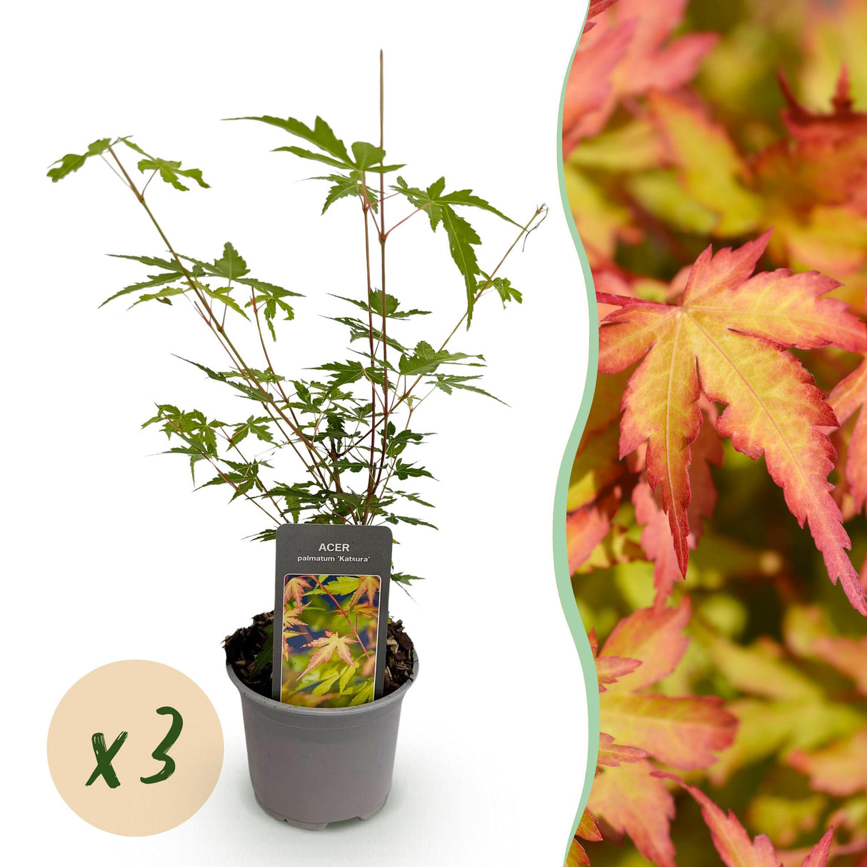 Livraison plante Acer palmatum Sangokaku – Lot de 3 – Pot 12 cm