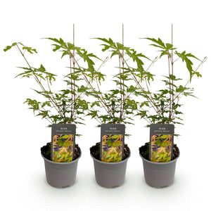 Livraison plante Acer palmatum Sangokaku – Lot de 3 – Pot 12 cm