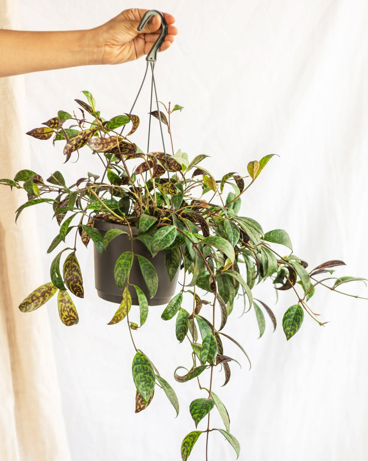 Livraison plante Aeschynanthus marmoratus