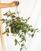 Livraison plante Aeschynanthus marmoratus
