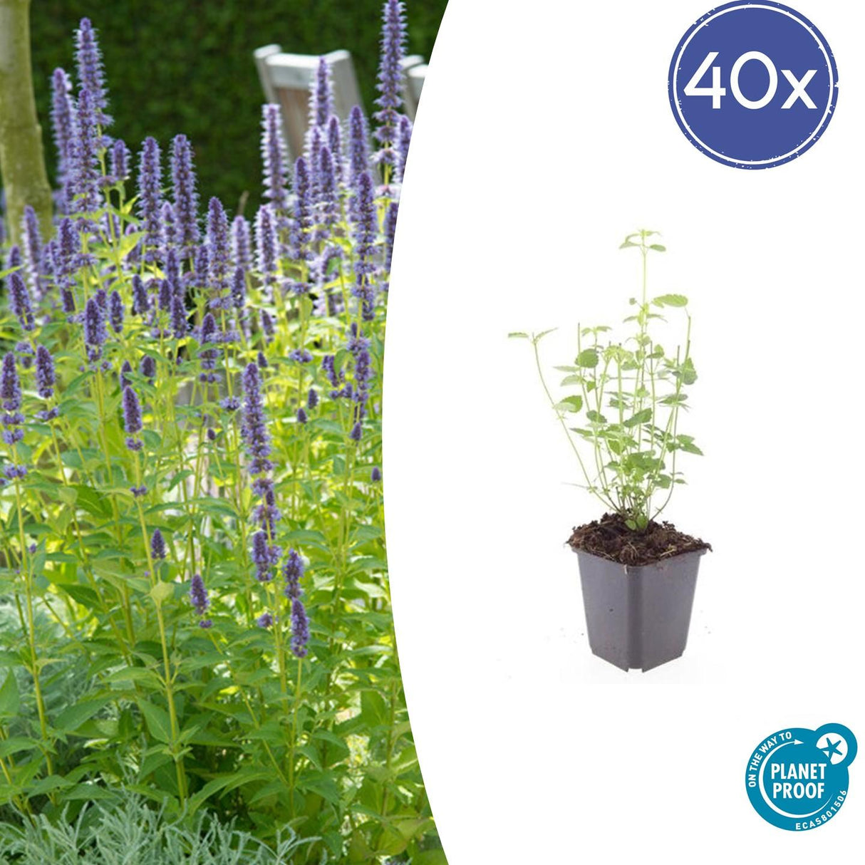 Livraison plante Agastache 'Black Adder'