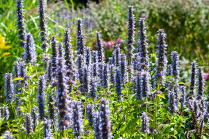 Livraison plante Agastache 'Black Adder'