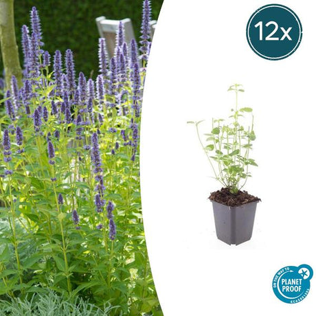 Livraison plante Agastache Black Adder