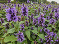 [NL: Agastache (Agastache) 'Blue Fortune']