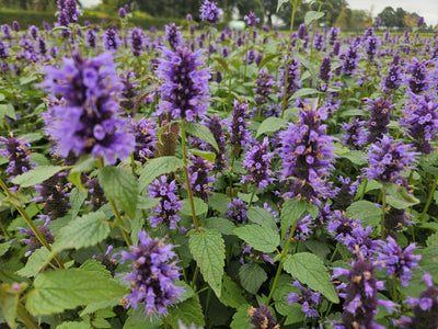[NL: Agastache (Agastache) 'Blue Fortune']