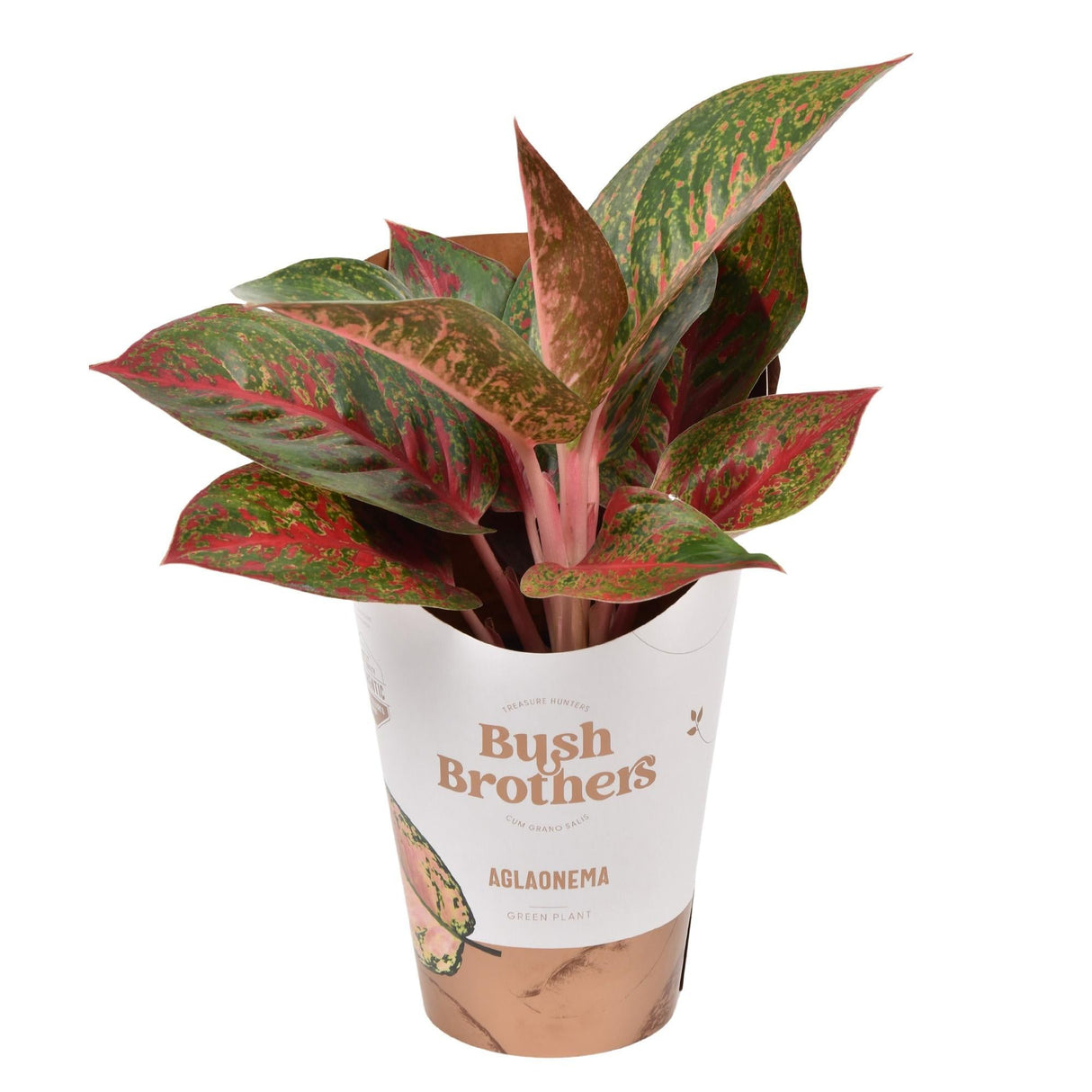 Livraison plante Aglaonema 'Dark Star'