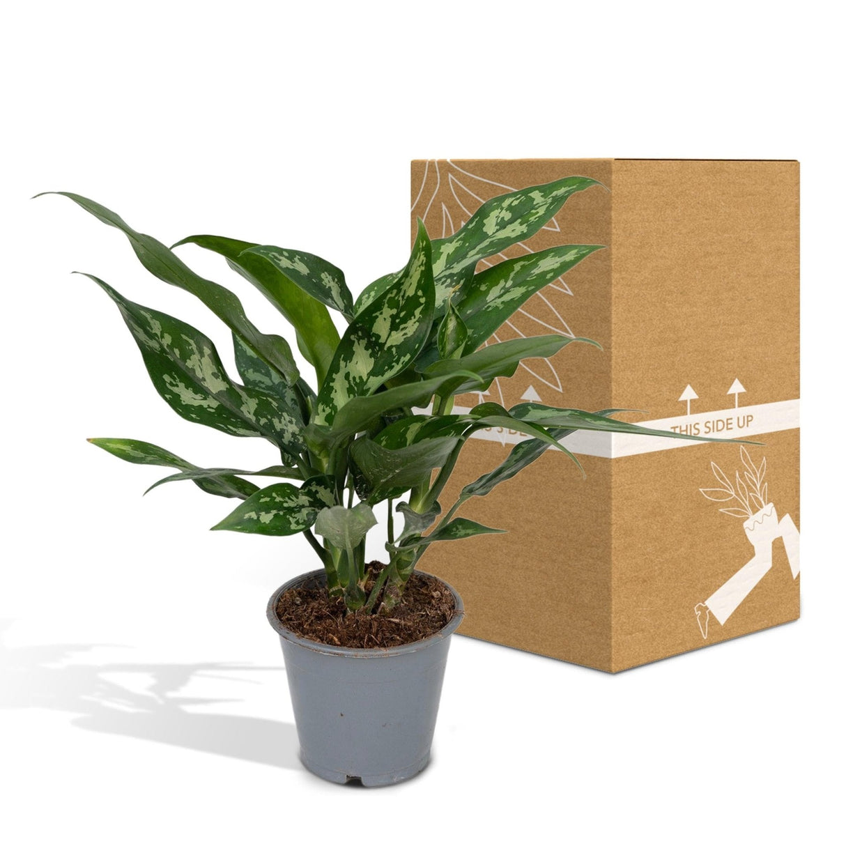 Livraison plante Aglaonema Maria h50cm