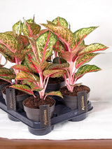 Livraison plante Aglaonema Paradise Red