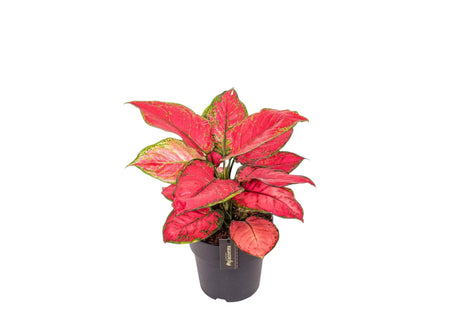 Livraison plante Aglaonema Red Joy