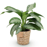 Livraison plante Aglaonema Silver Bay et panier H 70cm