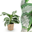 Livraison plante Aglaonema Silver Bay et panier H 70cm
