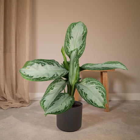 Livraison plante Aglaonema Silver Bay h55cm