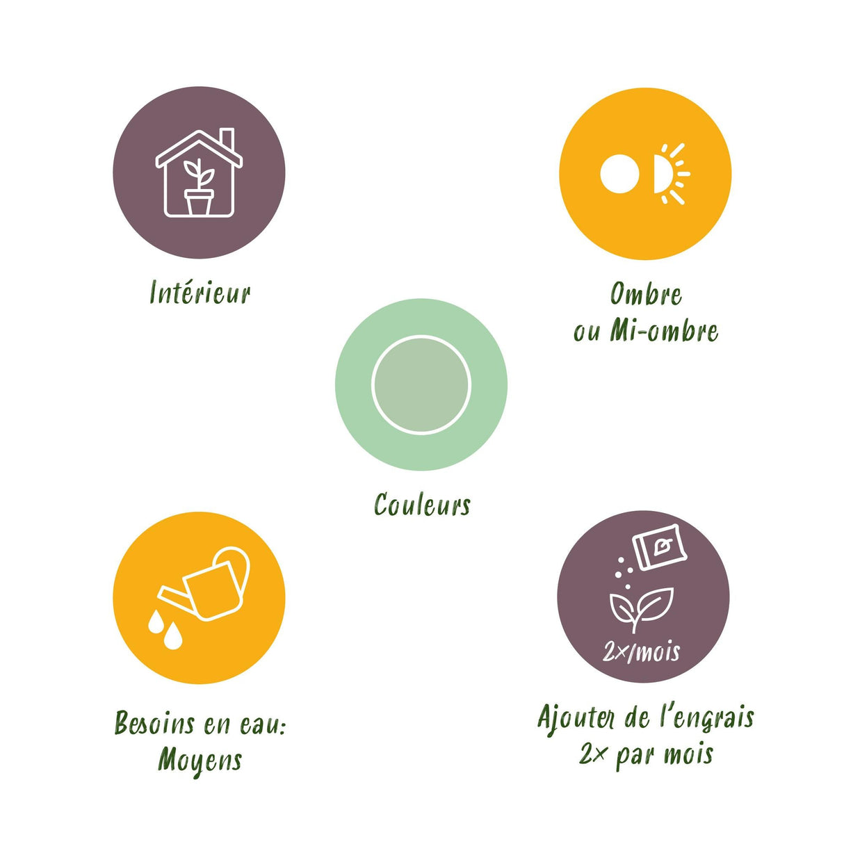 Livraison plante Aglaonema Silver Bay – Lot de 1