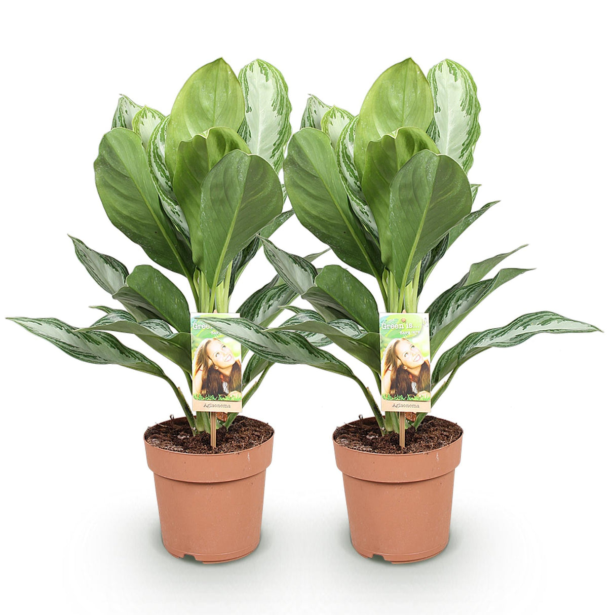 Livraison plante Aglaonema Silver Bay – Lot de 2 – Pot 17 cm – Hauteur 70 cm