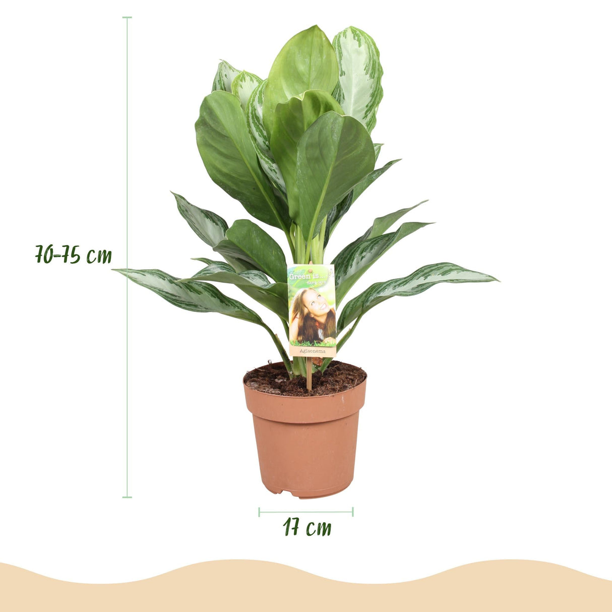 Livraison plante Aglaonema Silver Bay – Lot de 2 – Pot 17 cm – Hauteur 70 cm